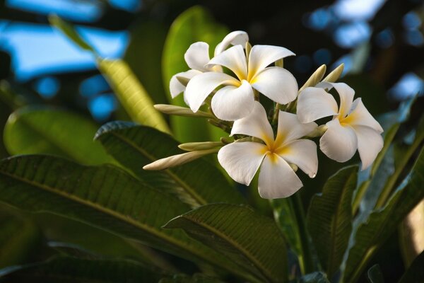 White flowers with dense green leaves