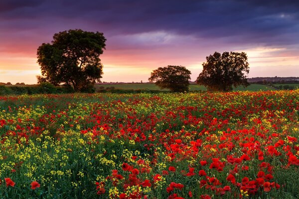 Puesta de sol de verano sobre un campo en Inglaterra