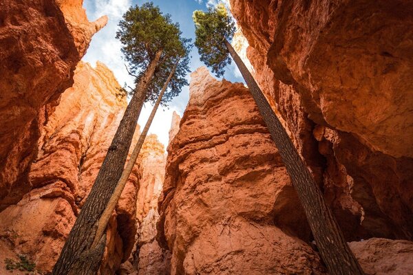 Árboles altos en el parque Canyon