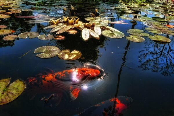 Hermosos peces en el lago de cristal