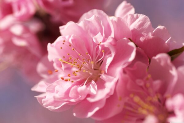 Pflaumenblüte beim Vergrößern Makro