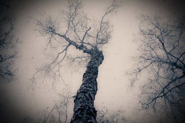 Arbre d en bas. Photo noir et blanc