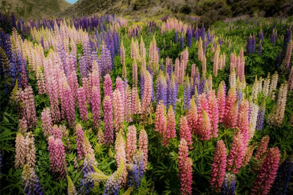 La beauté naturelle des montagnes. Lupins dans la verdure