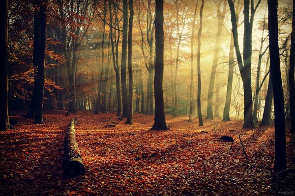 Herbstlicher Wald von Sonnenstrahlen beleuchtet