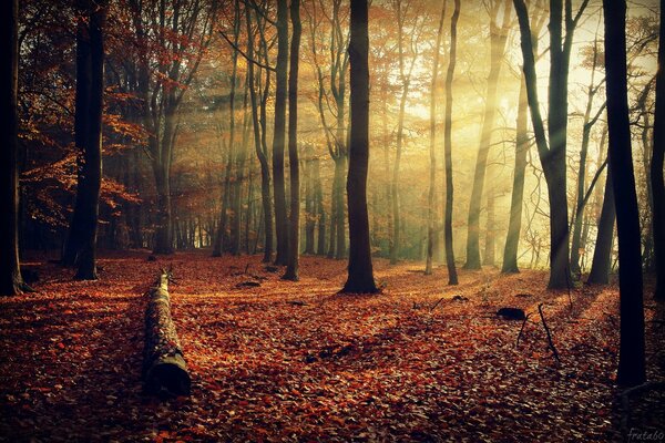 Осенний лес освещённый лучами солнца