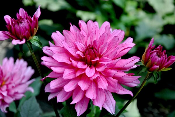 Fotografía macro del capullo de flores