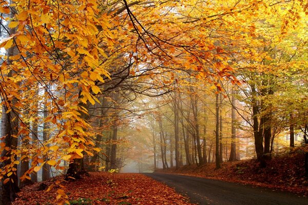 Stille im Herbstwald vor dem Hintergrund einer bunten Palette