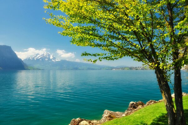 Montagna acqua paesaggio albero