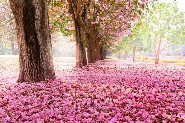 Kirschblüten im Park