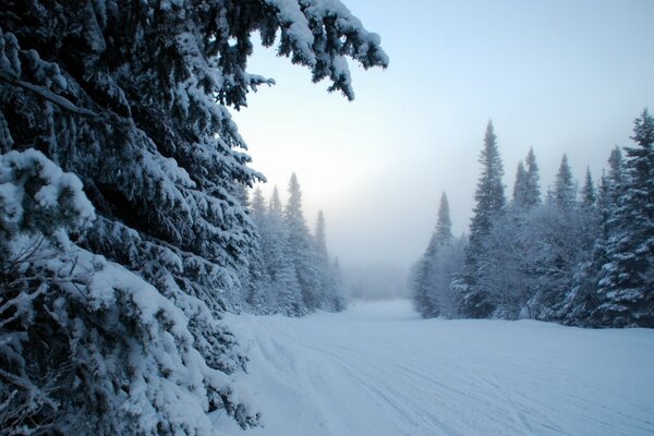 Winterwald am Vorabend des neuen Jahres