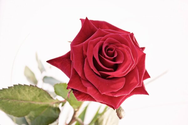 Red rose on a white background