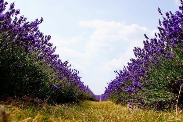 Campo de flores Lilas brillantes