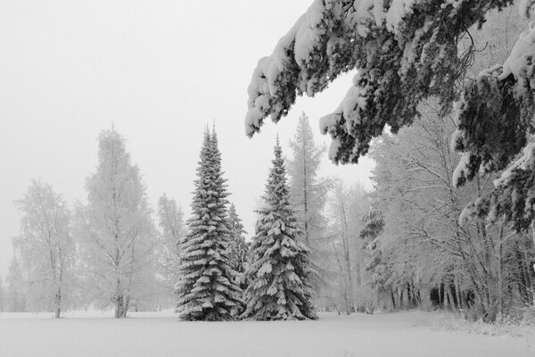 Зимний пейзаж деревьев покрытых снегом