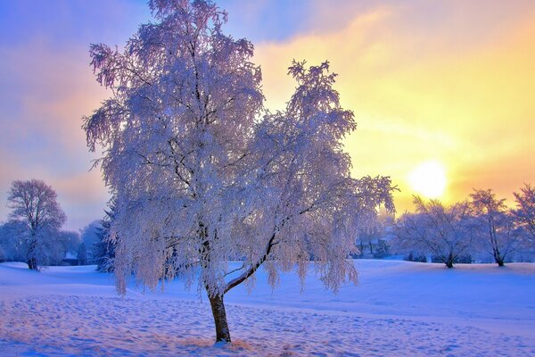 A tree in the snow in the rays of the sun