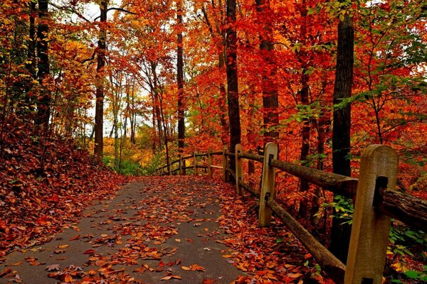 Red autumn road fence