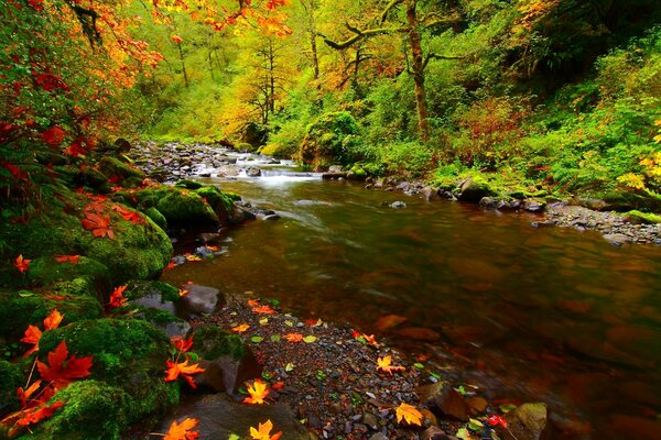 Moos am Fluss im Herbstwald