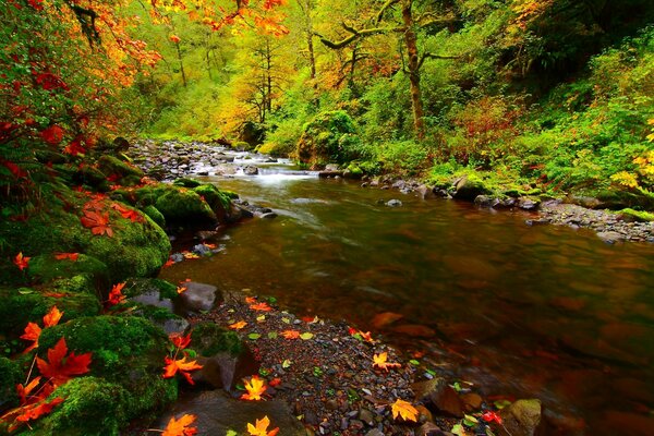 Muschio vicino al fiume nella foresta d autunno