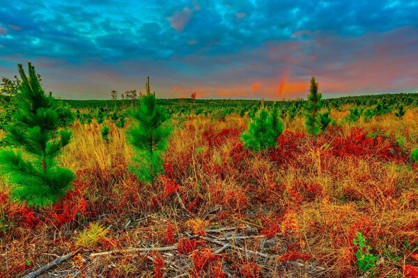 Colorful landscape filled with living plants