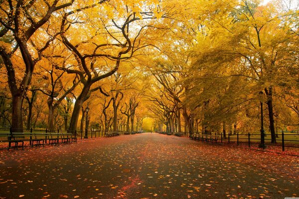 Allée d automne des arbres dorés