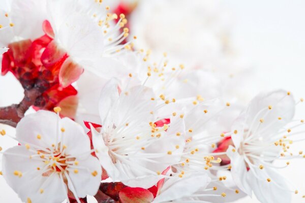 Desktop-Hintergrund Apfelblüte