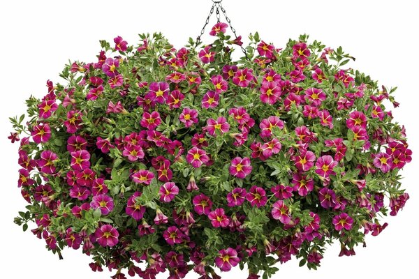 Desktop wallpaper pot with petunia