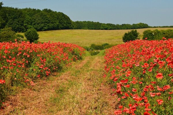 Englische Mohnblumen sind auf der Wiese schön