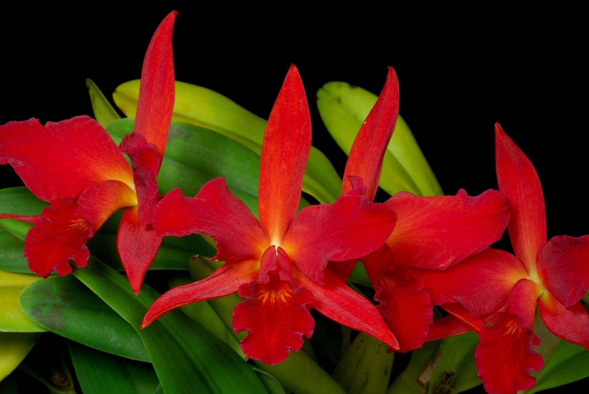 orchid black background red green flower