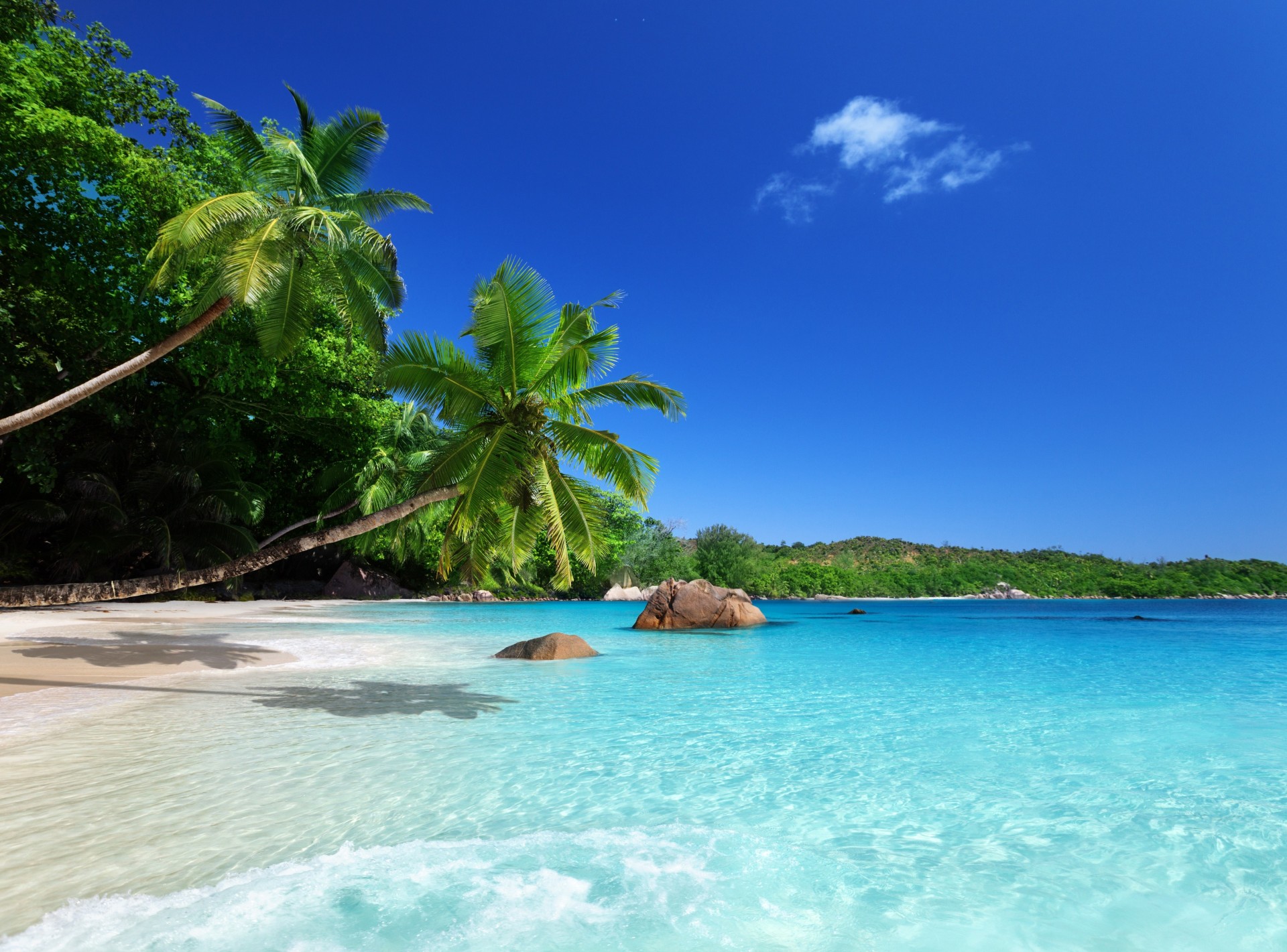 beach palm trees tropics ocean shore sun sky sea sand