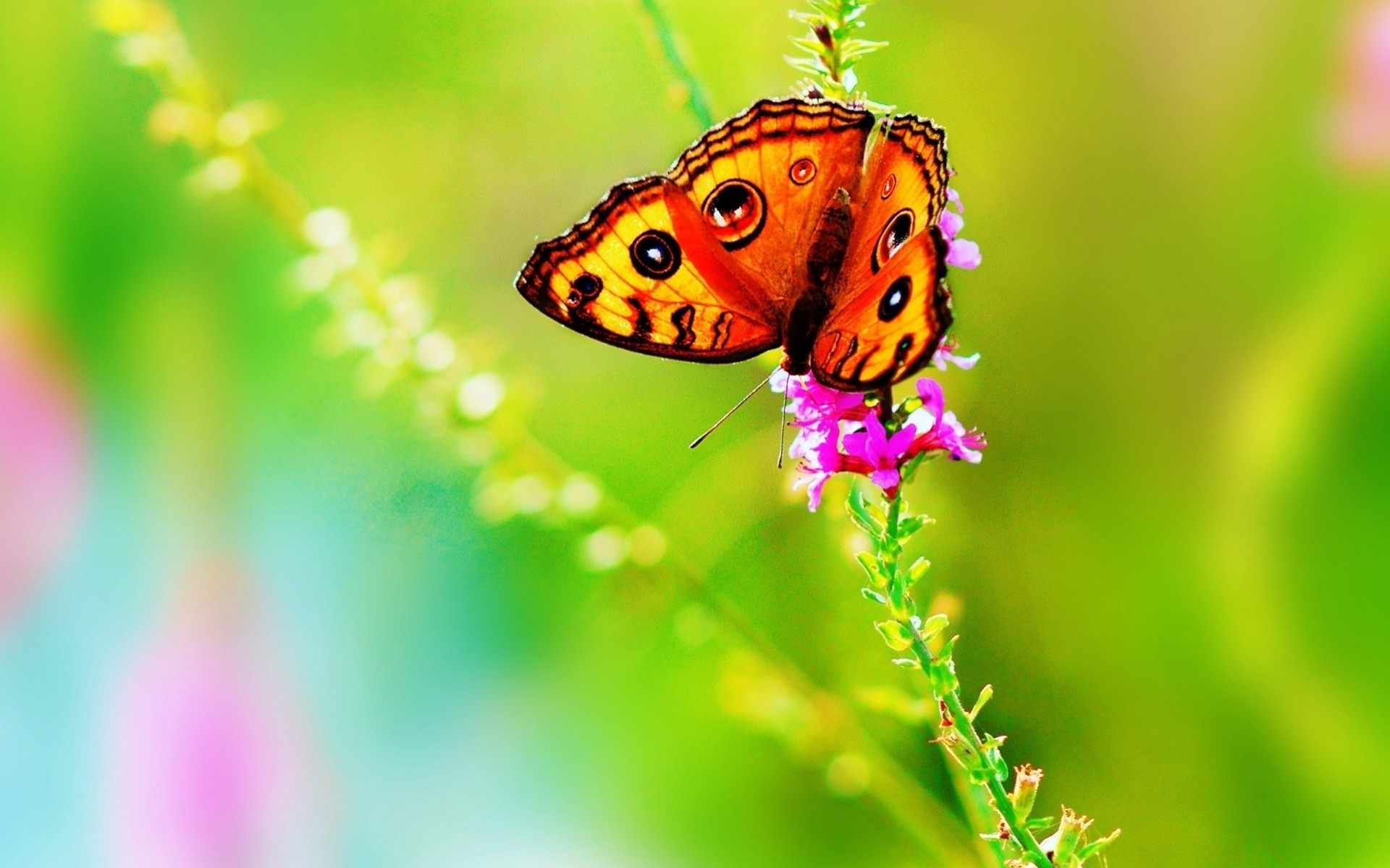 flower nature flowers summer light bright