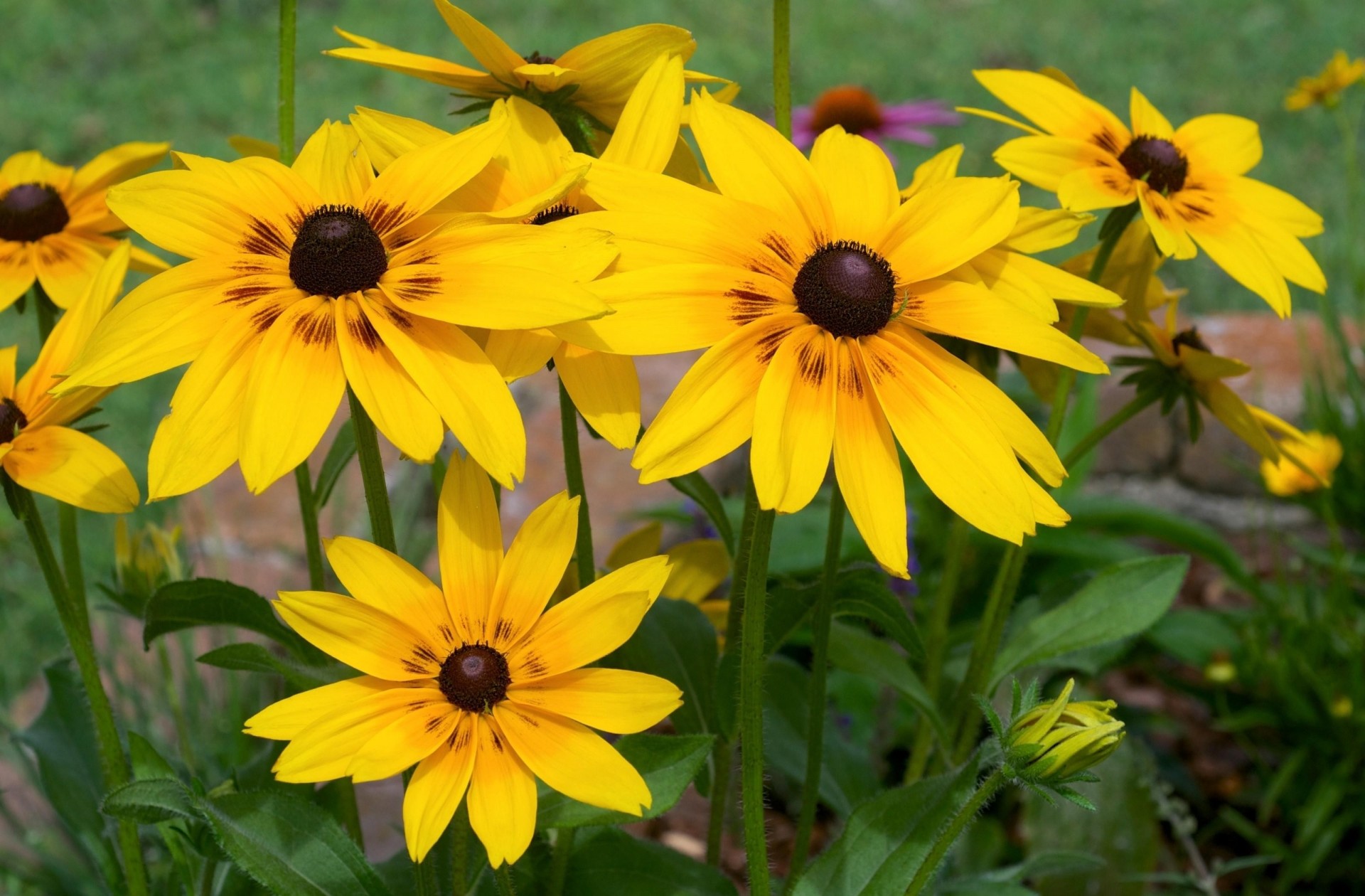 bed yellow rudbeckia flower bright