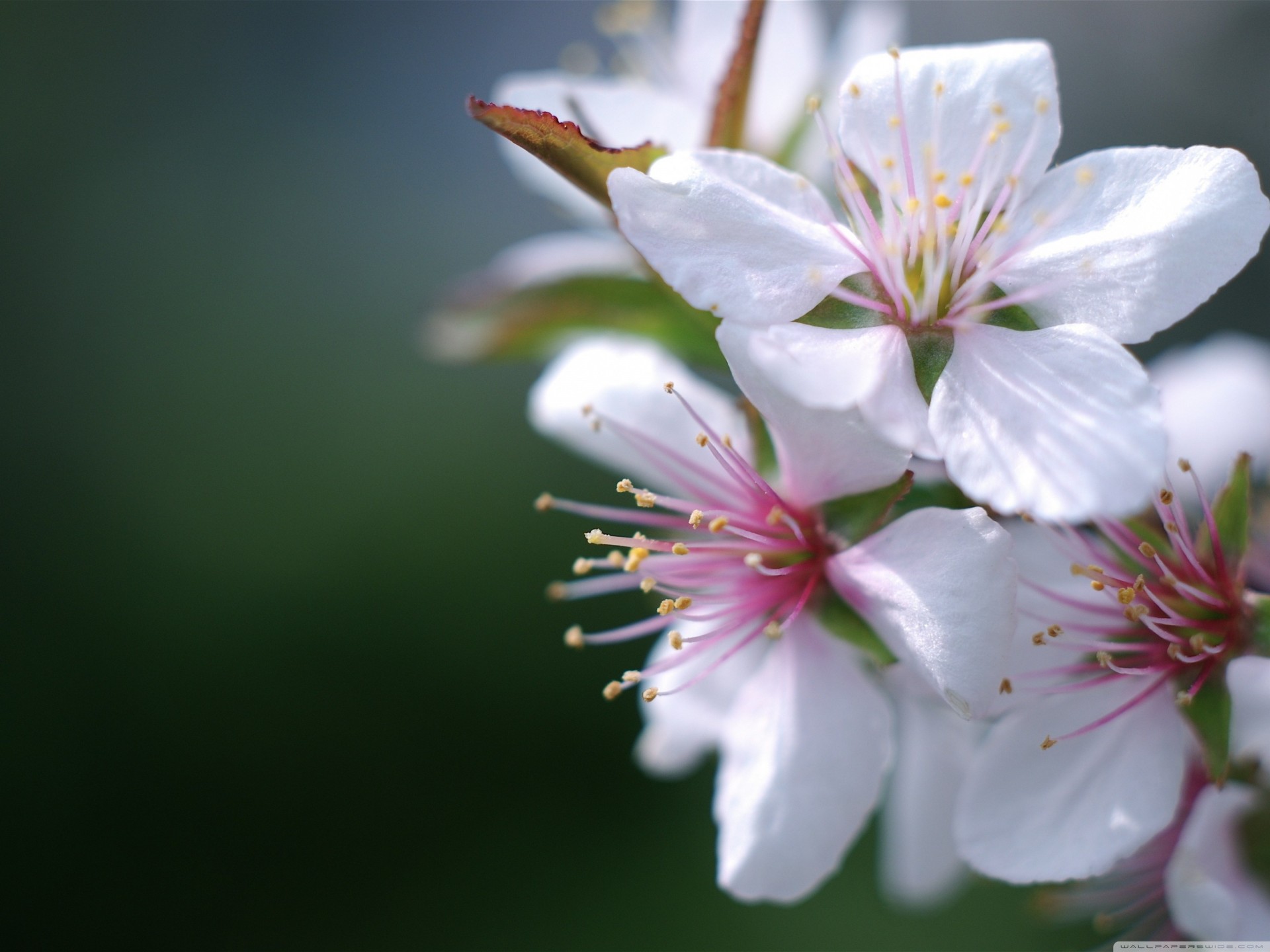 fiori macro sakura