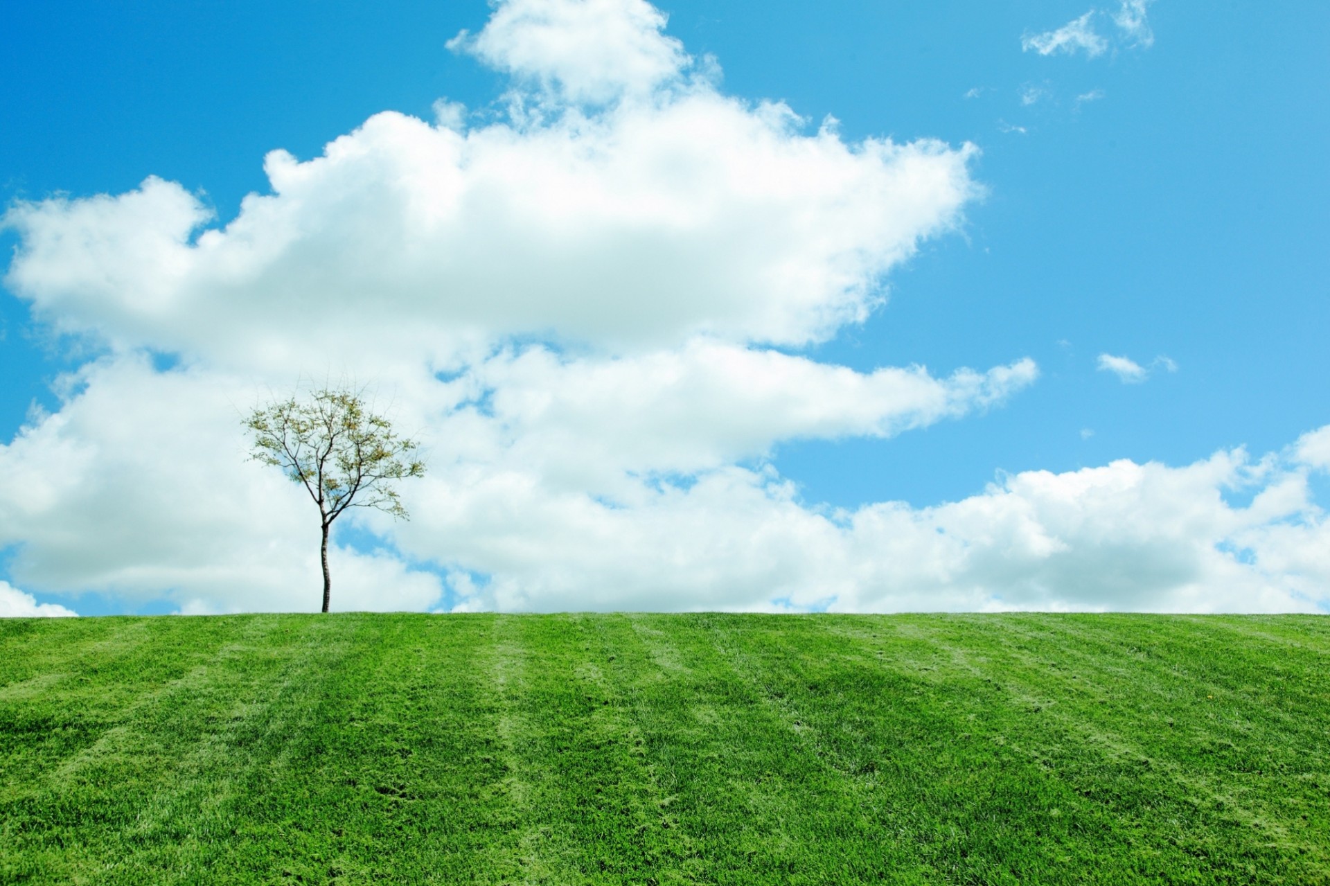 nuvole albero natura cielo campo primavera