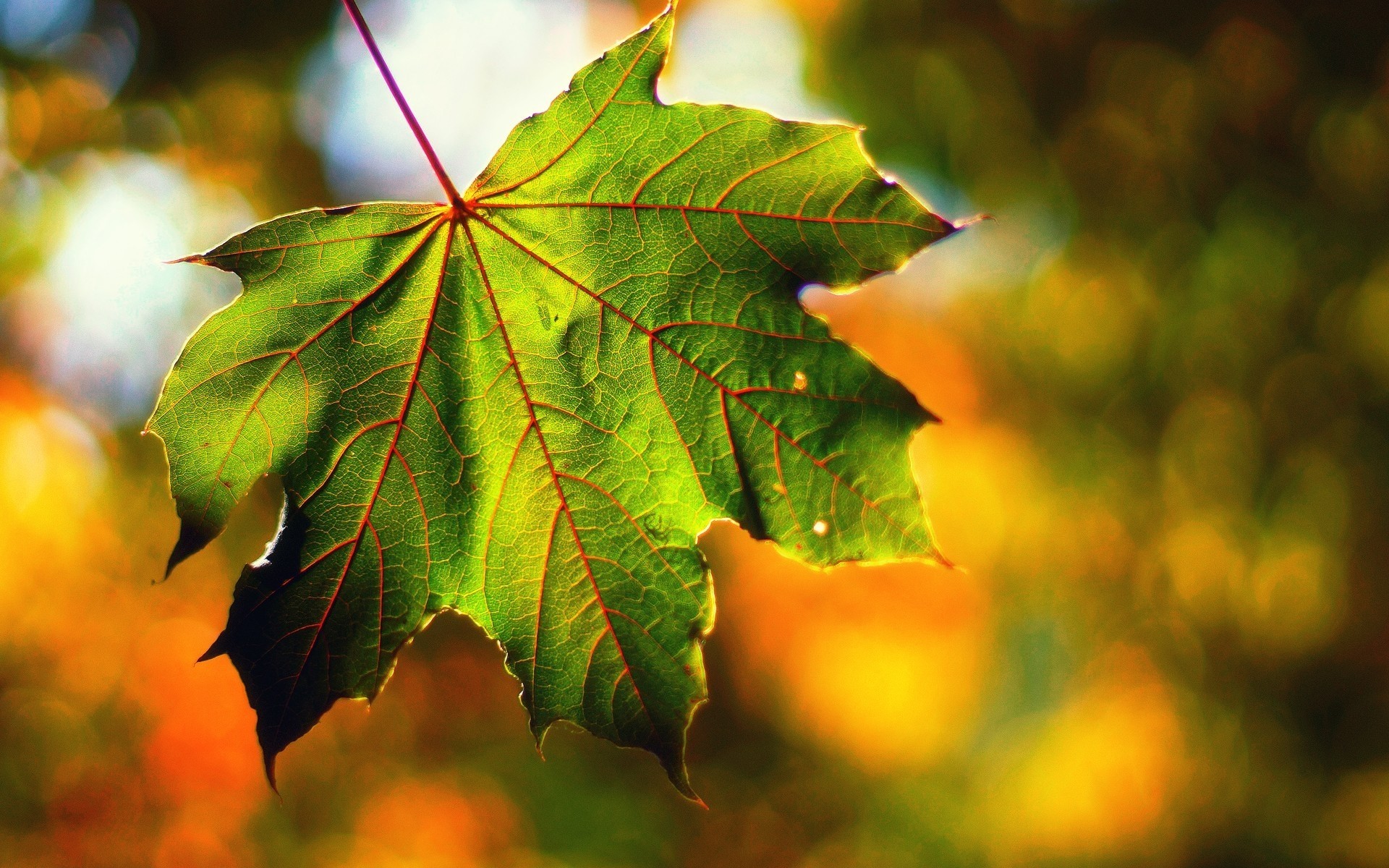 autunno foglia macro