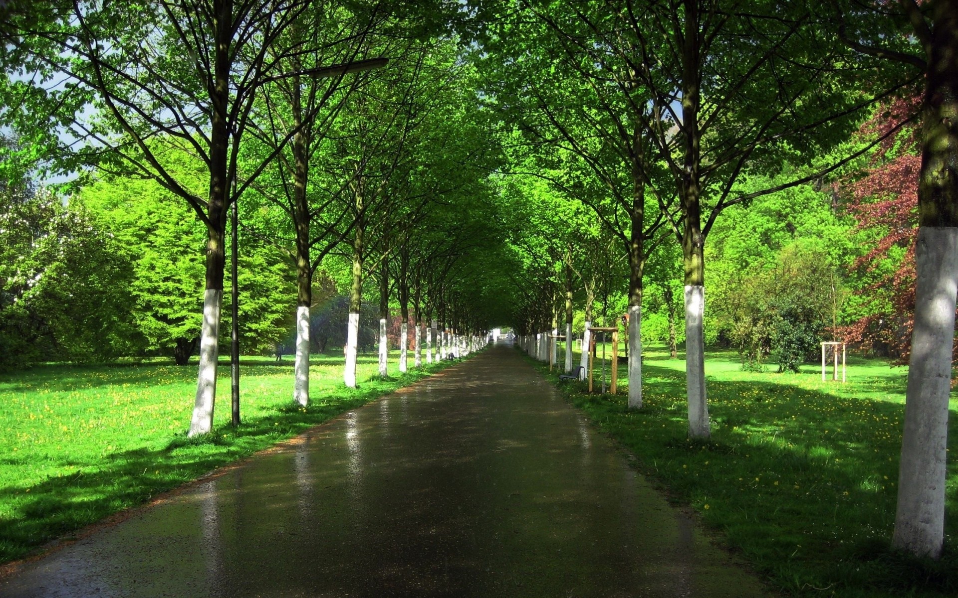 humide arbres asphalte route rangées allée jardin