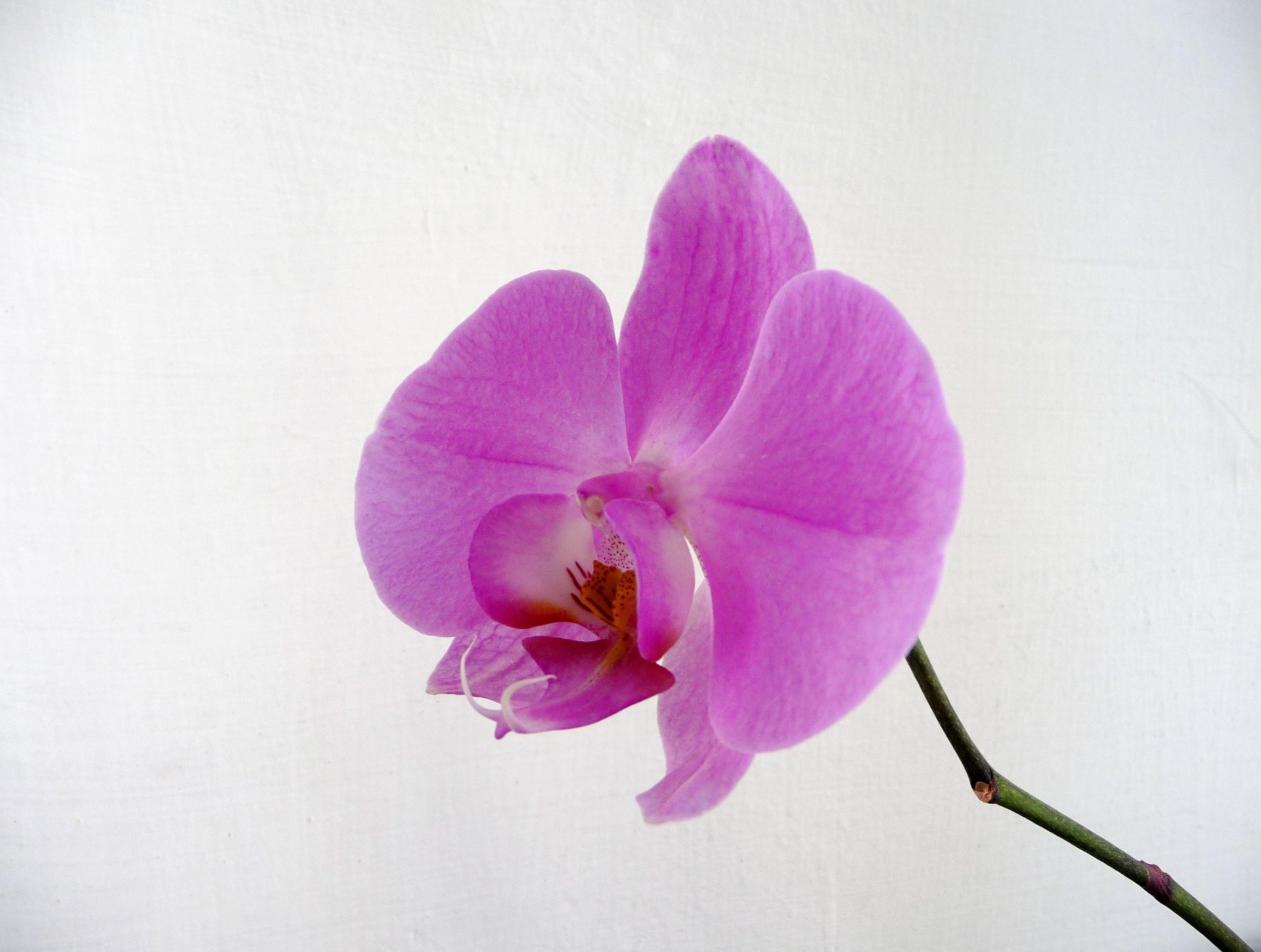 background flower close up orchid the stem