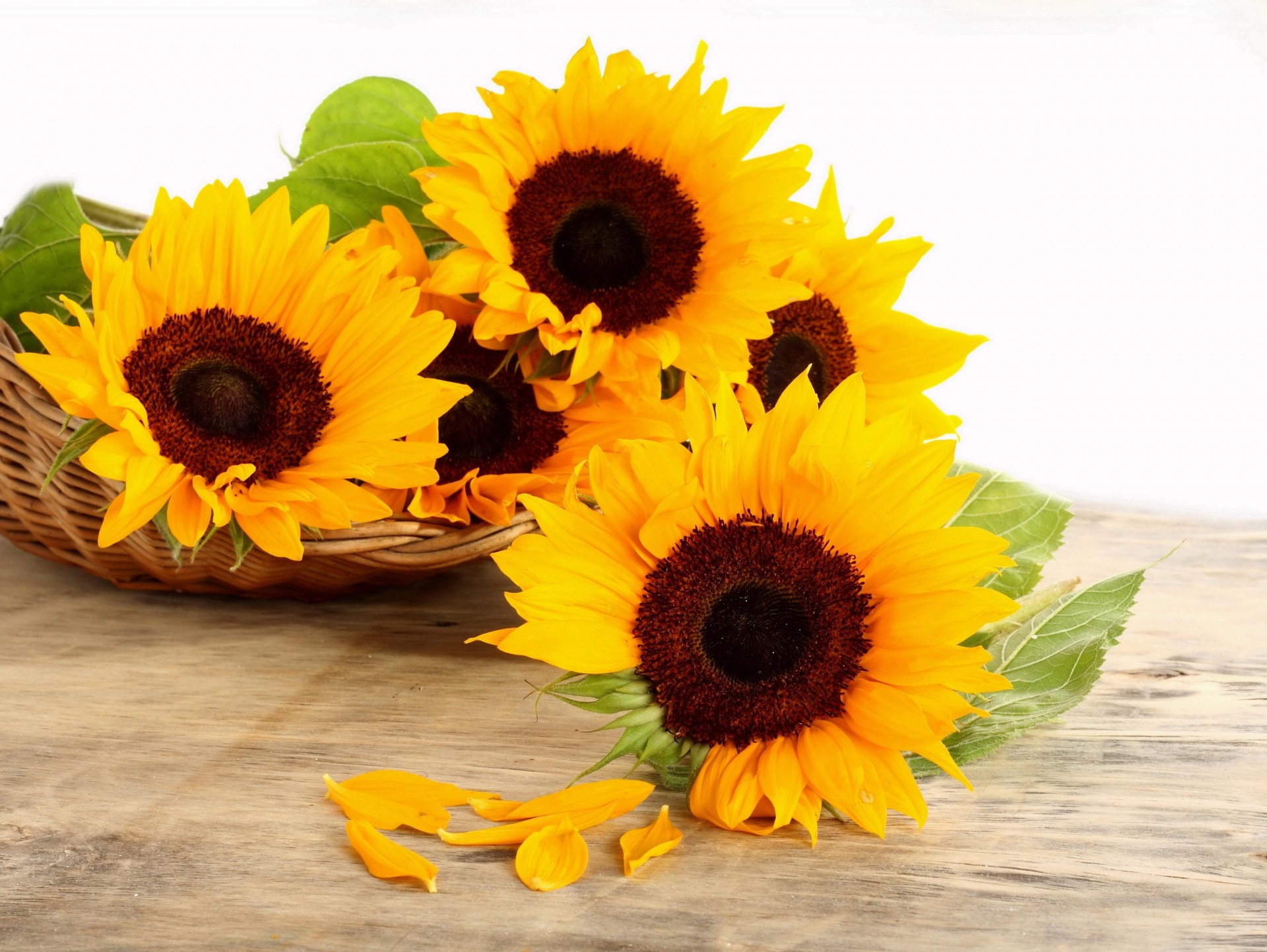 girasoli superficie shopping petali