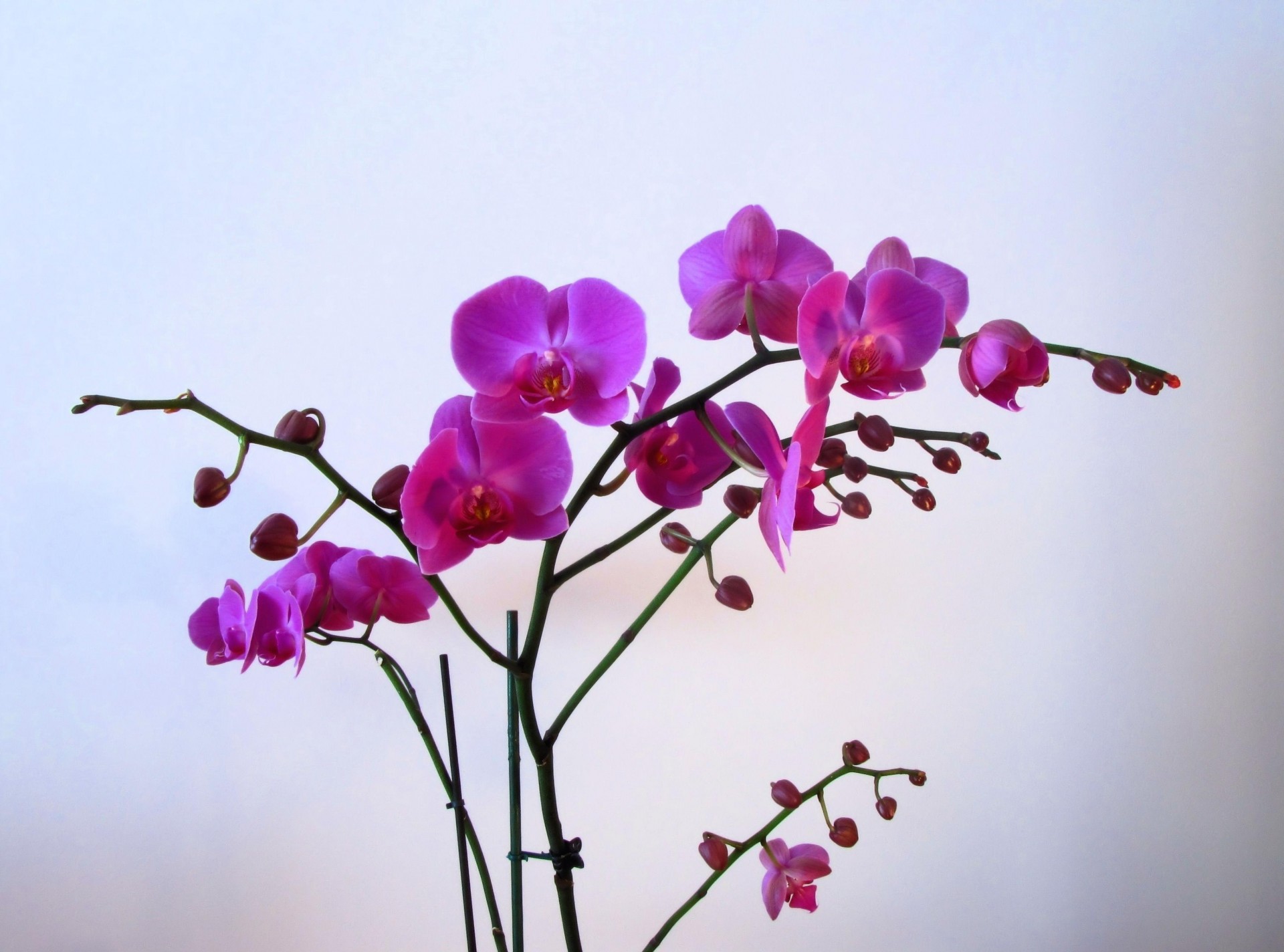 fond fleur branches orchidée