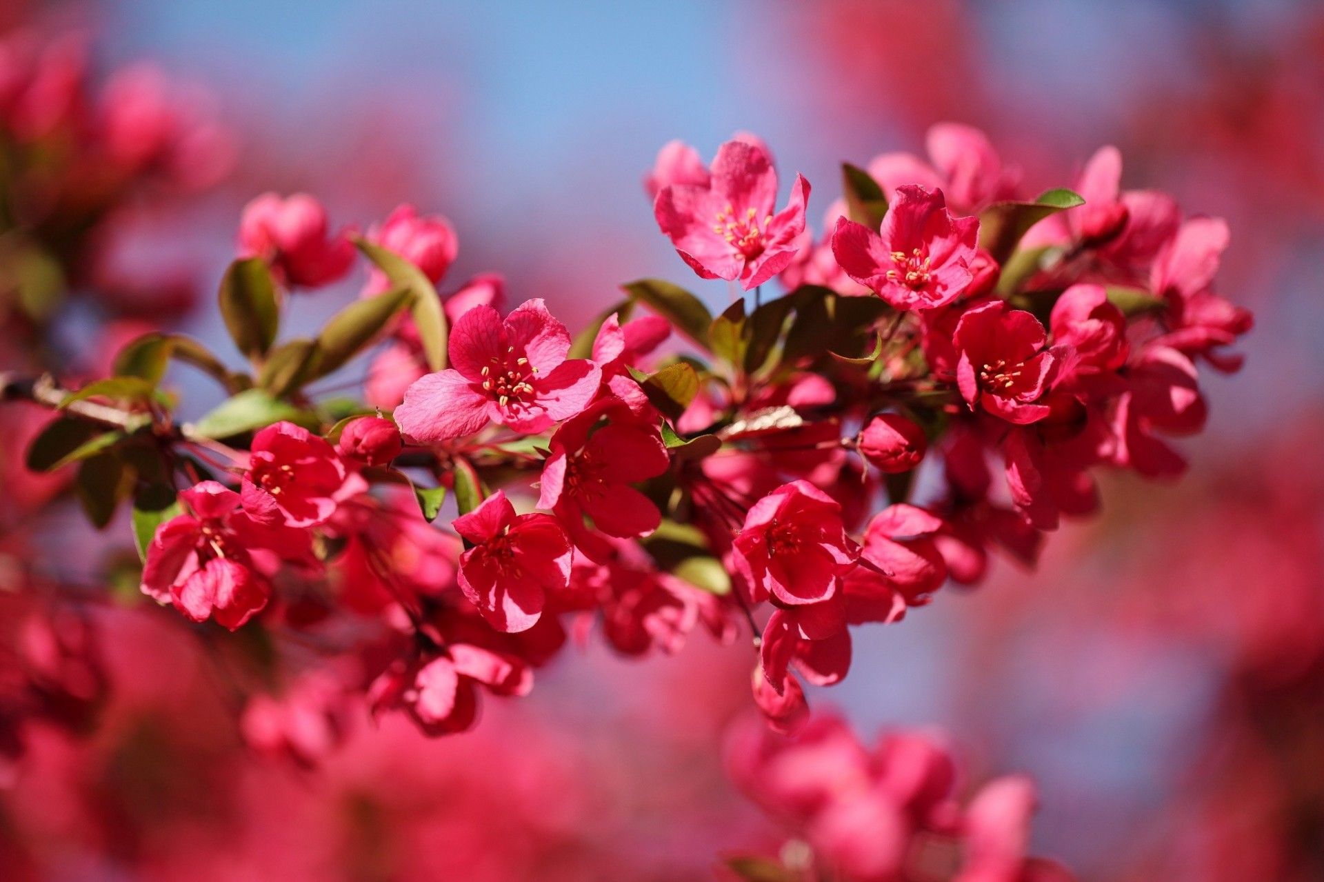 pomme fleurs branche gros plan printemps rouge