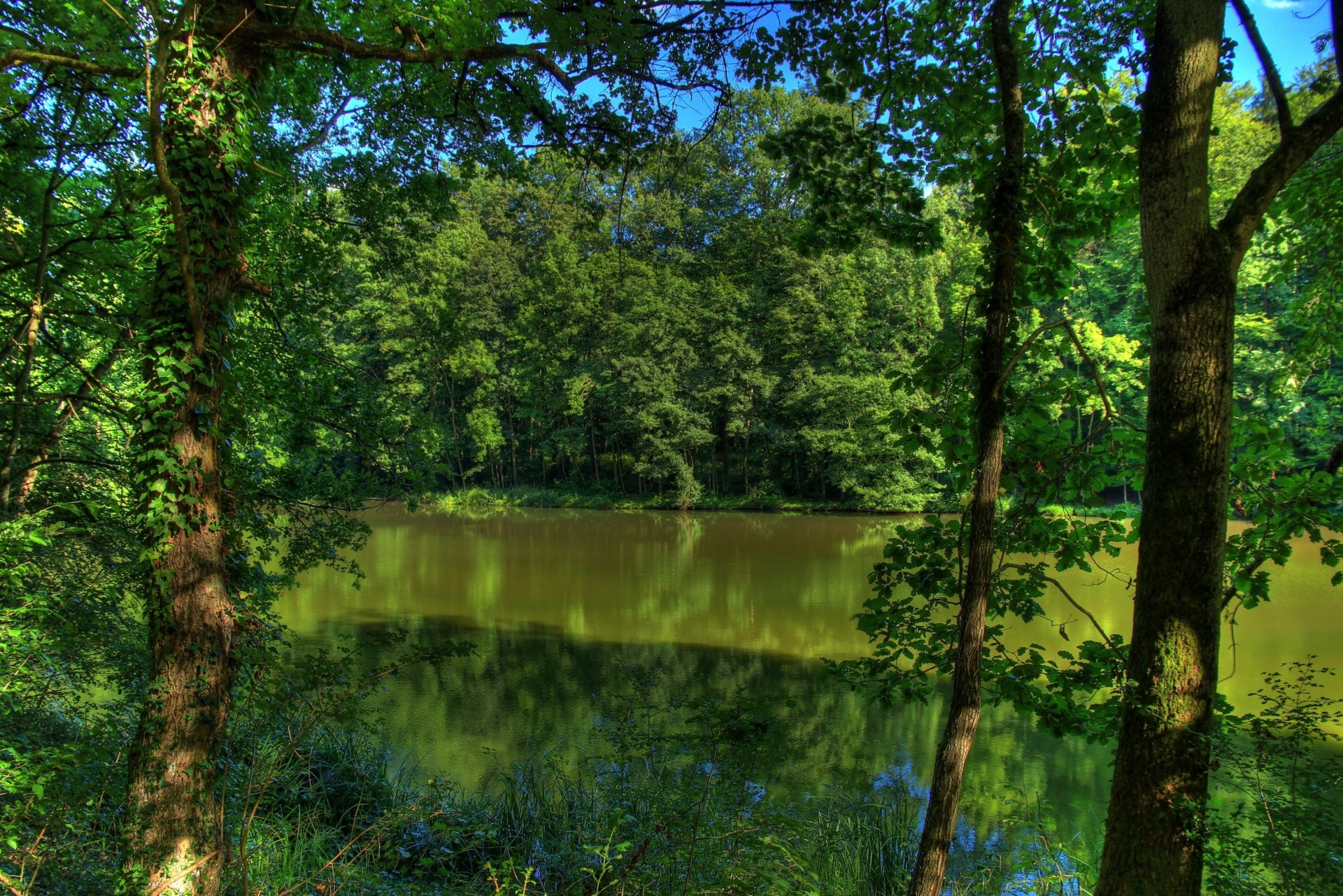 alberi germania fiume natura