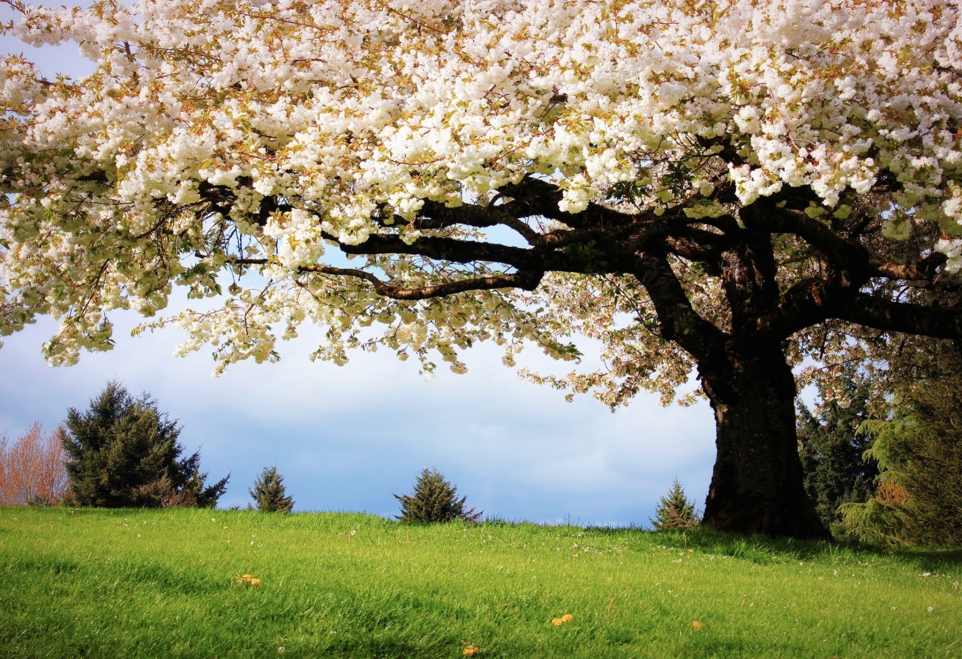 arbre herbe nature sakura couleurs printemps