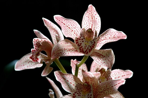 Пятнистая орхидея на чёрном фоне