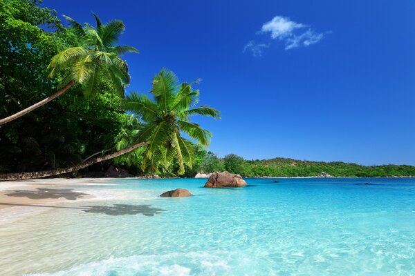 Azurblauer Strand mit Palmen