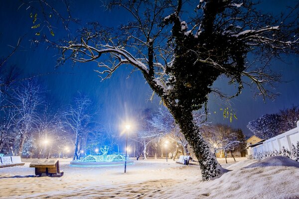 Piękny wieczorny park z drzewami zimą