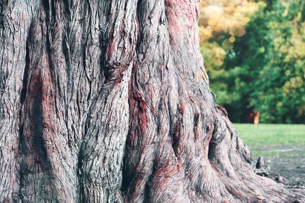 La corteza de un árbol en primer plano