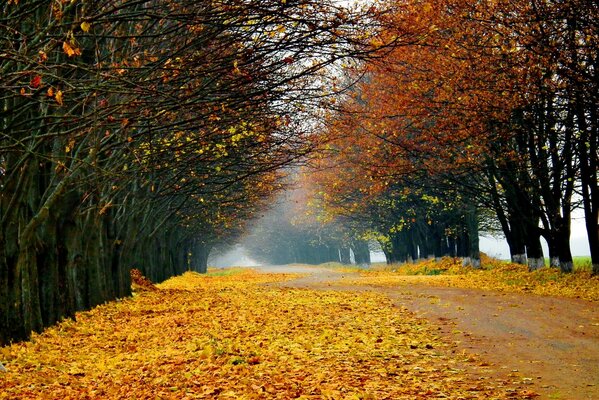 Landschaft der Straße, die mit gelben Herbstblättern bedeckt ist