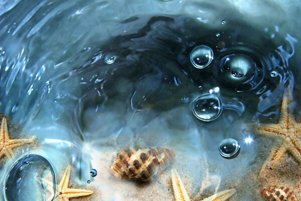 Conchas y estrellas de mar en el agua