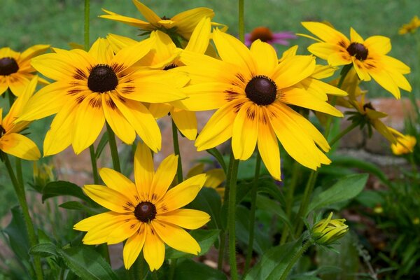 Fleurs jaune vif de Rudbeckia dans un parterre de fleurs