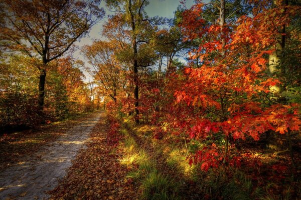 A path among the autumn forest