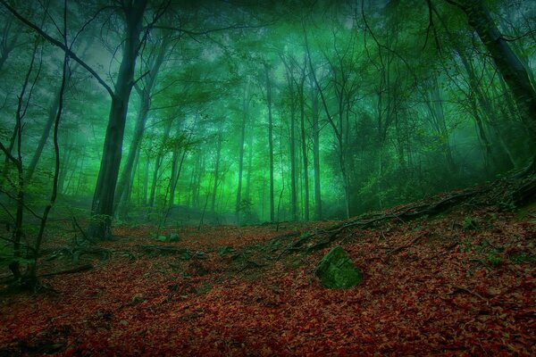 Ein düsterer Wald. Grüne Natur