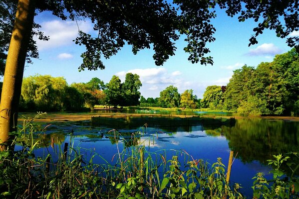 Alberi ed erba vicino al lago